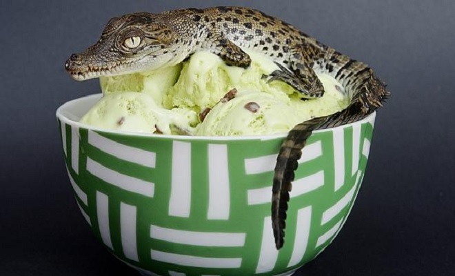 Crocodile-Egg-Ice-Cream