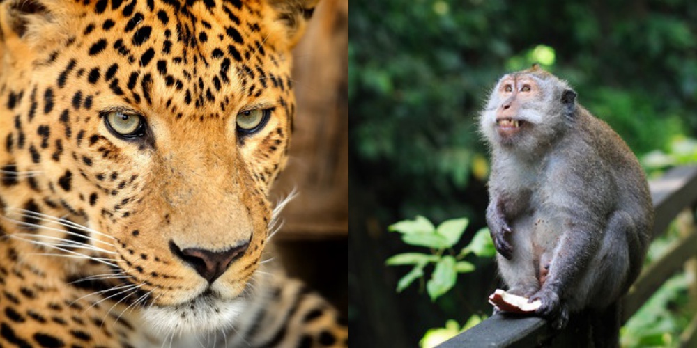 monkey and leopard